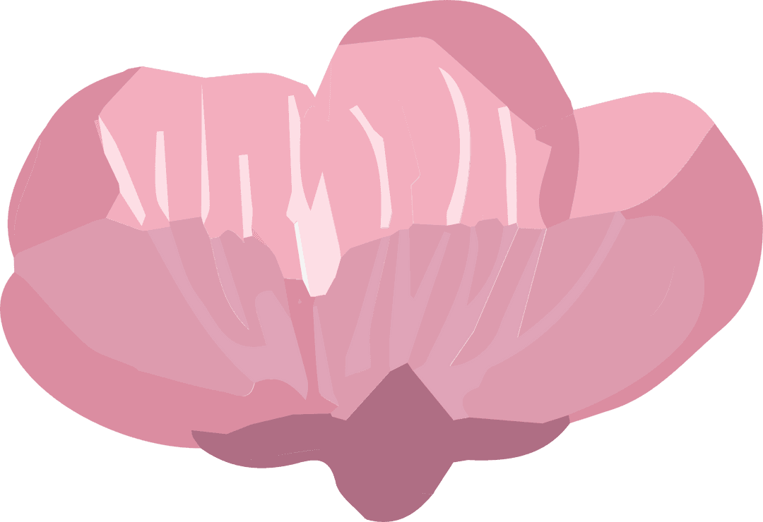 Elegant Pink Flower Bloom on Transparent Background Glossy Petals