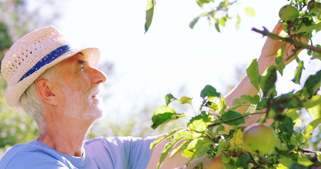 Senior Man Picking Fresh Fruits on Sunny Day in Garden