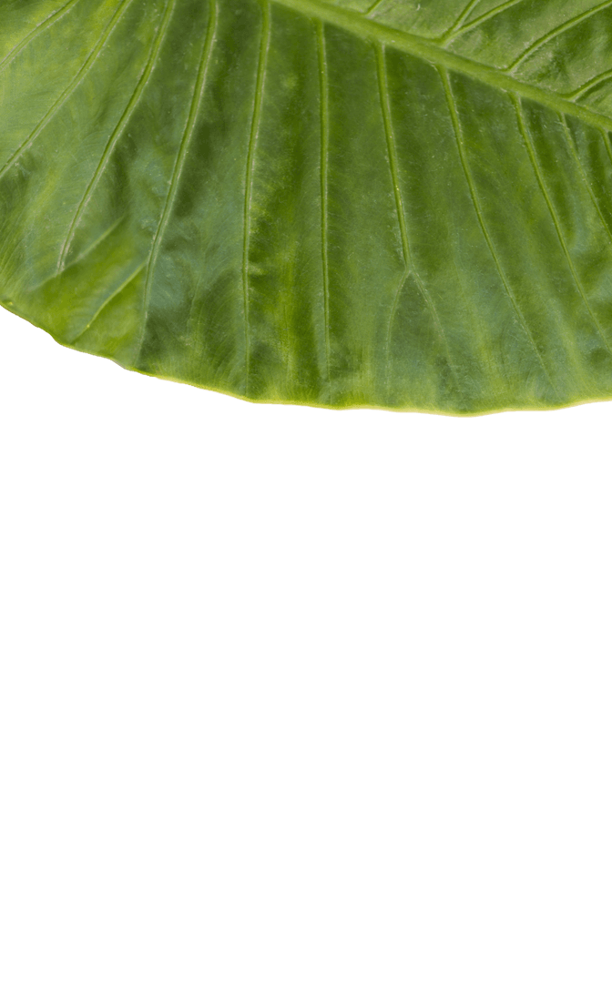 Close-up of Transparent Green Patterned Plant Leaf Background