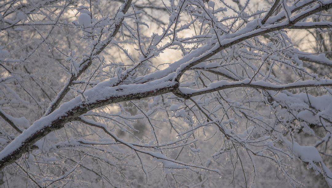 Snow-Covered Branch Arching Through Frosted Woods with Icicles and Warm Backlight