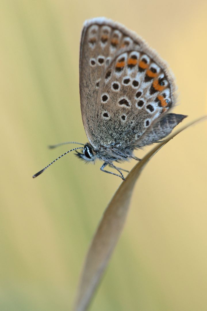 Close-up of a Butterfly Resting on a Blade of Grass - Free Images, Stock Photos and Pictures on Pikwizard.com