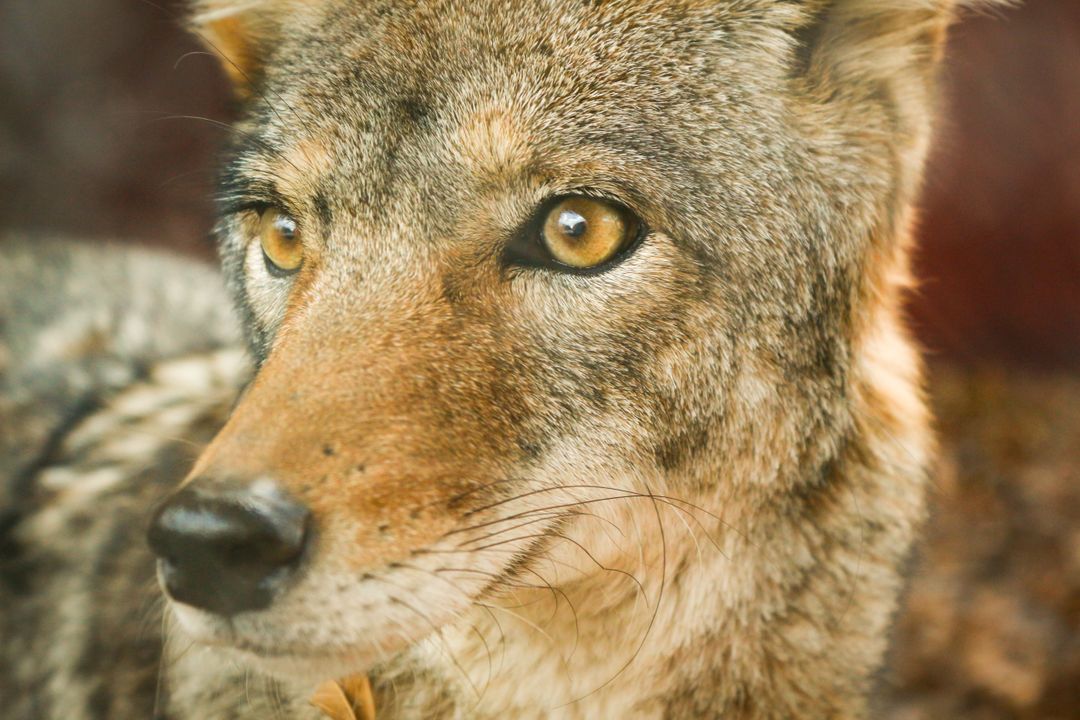 Close-up of alert coyote with intense gaze in natural habitat - Free Images, Stock Photos and Pictures on Pikwizard.com