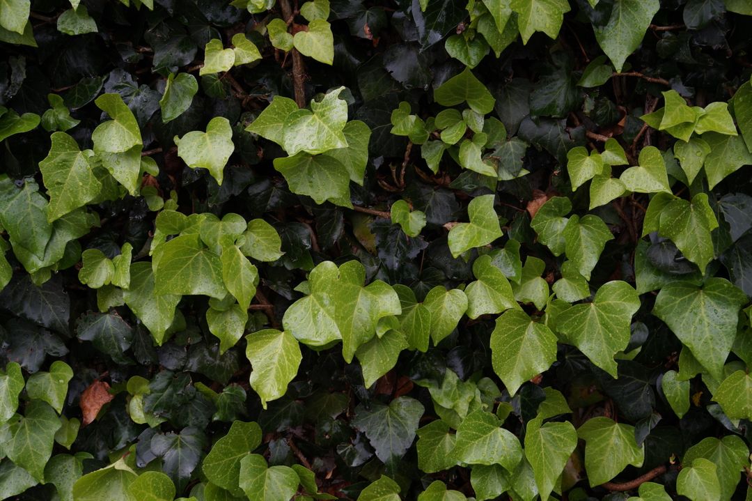 Fresh Green Ivy Leaves Creating Dense Leafy Background - Free Images, Stock Photos and Pictures on Pikwizard.com