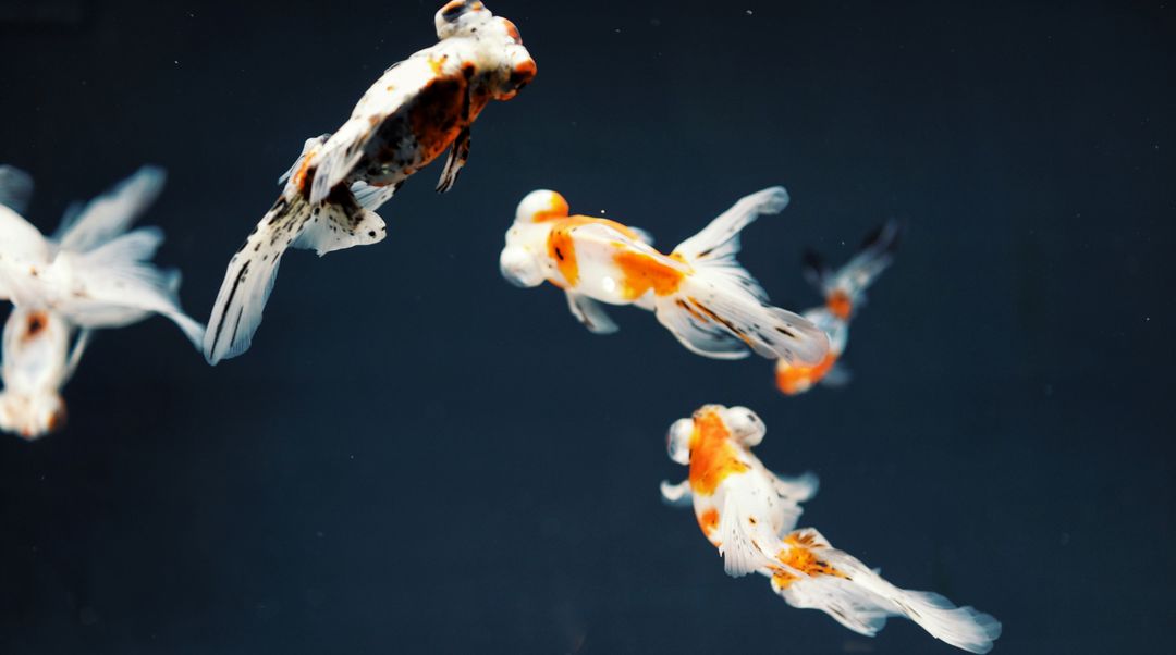 Elegant Goldfish Swimming in Aquarium - Free Images, Stock Photos and Pictures on Pikwizard.com