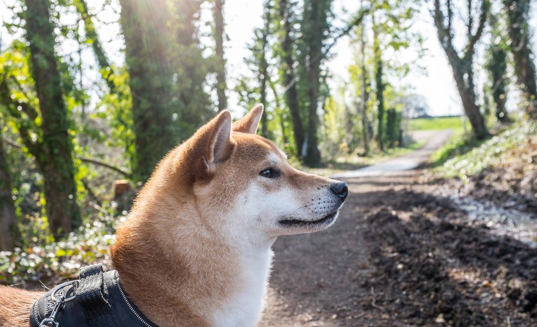 Shiba Inu Walking in Sunlit Forest Trail