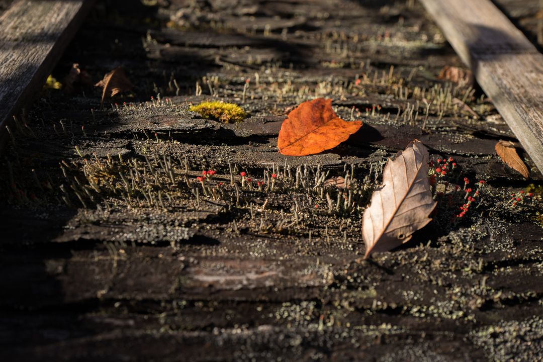 Fallen Leaves on Mossy Wooden Surface in Sunlight - Free Images, Stock Photos and Pictures on Pikwizard.com