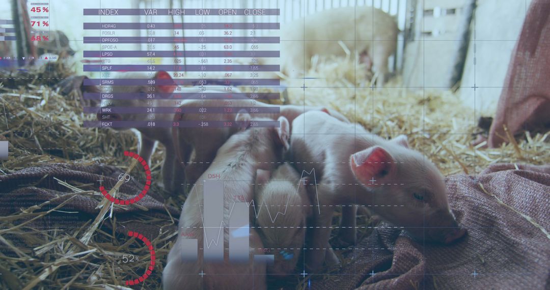 Digital Graphs Overlay on Pig Farm Cam View