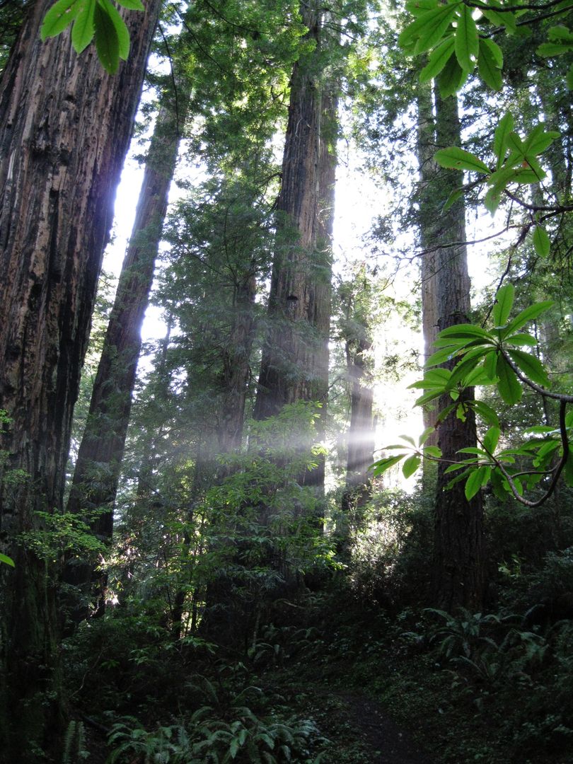 Sunlight Streaming Through Majestic Redwood Forest - Free Images, Stock Photos and Pictures on Pikwizard.com