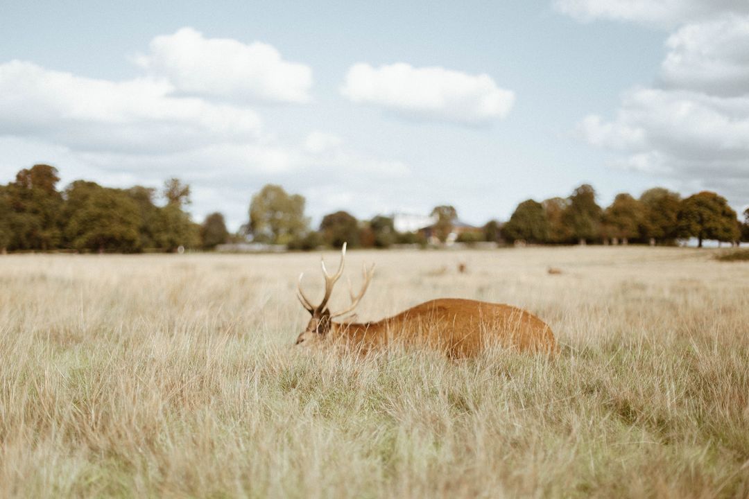 Grazing red stag resting in golden tall grass with distant trees and cloudy sky peaceful