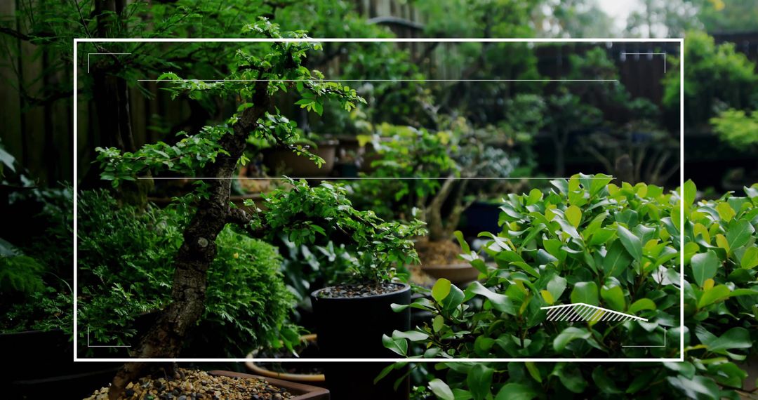 Tranquil Bonsai Tree and Glossy Shrub Arrangement in Garden Setting