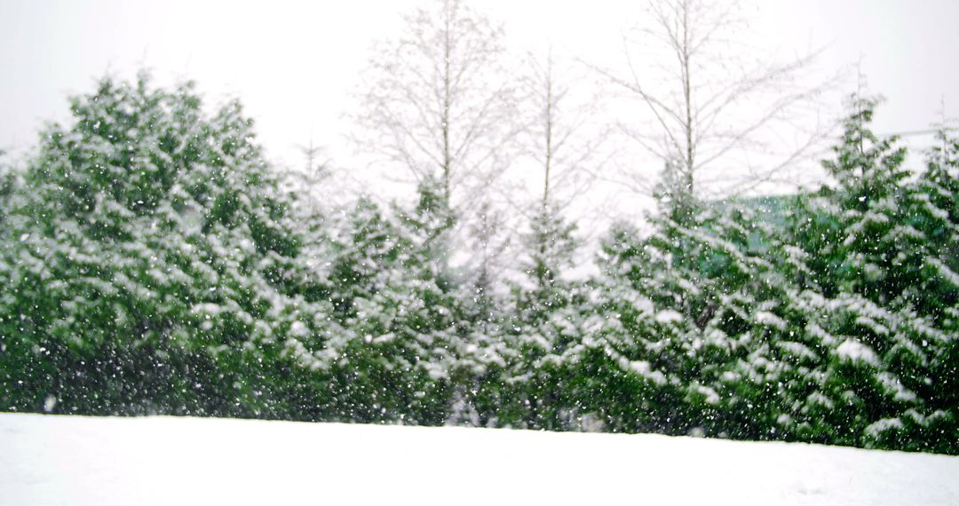 Snow-Covered Evergreen Trees During Winter Snowfall - Free Images, Stock Photos and Pictures on Pikwizard.com