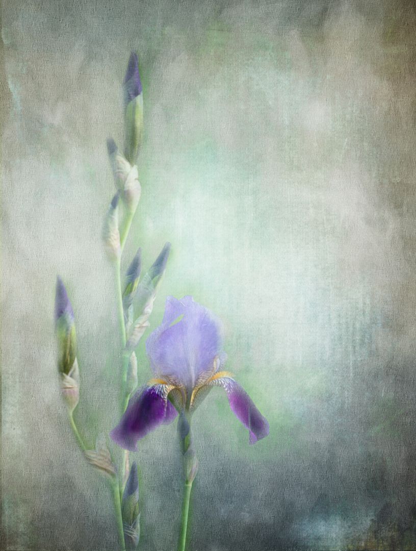 Artistic Iris Flowers on Textured Misty Background