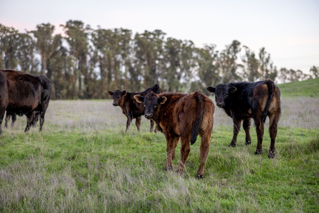 Angus calves grazing on rolling green pasture near eucalyptus trees at dusk