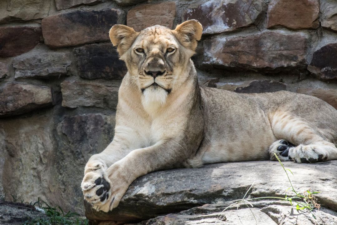 Regal Lioness Resting on Sunlit Rock Ledge, Intense Gaze and Relaxed Paws