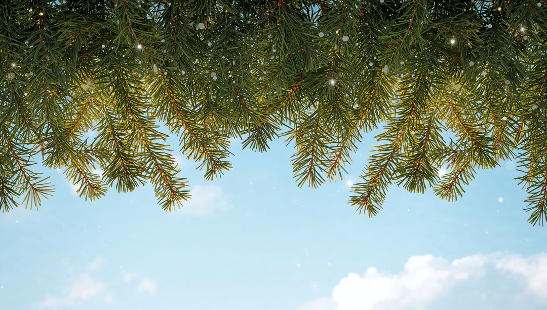 Evergreen Branch Canopy Framing Pale Blue Sky with Soft Clouds and Dew Drops