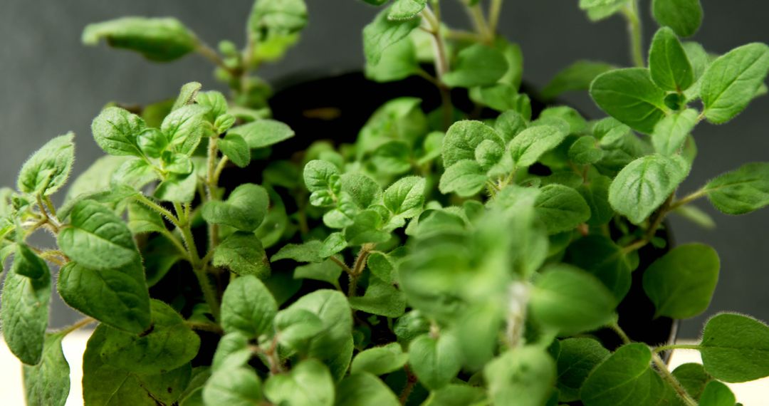 Close-up of Fresh Oregano Plant in Pot - Free Images, Stock Photos and Pictures on Pikwizard.com