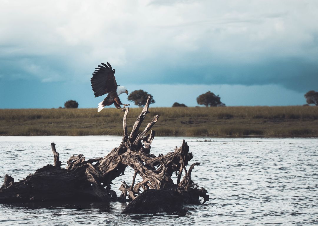Bald Eagle Lands Gracefully on a Weathered Tree Branch