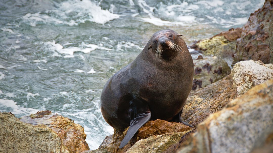 Fur sea lion perched on rocky shore with ocean waves