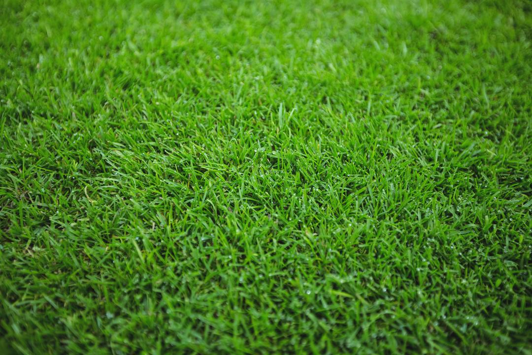 Lush Green Grass Field Full Frame Background - Free Images, Stock Photos and Pictures on Pikwizard.com
