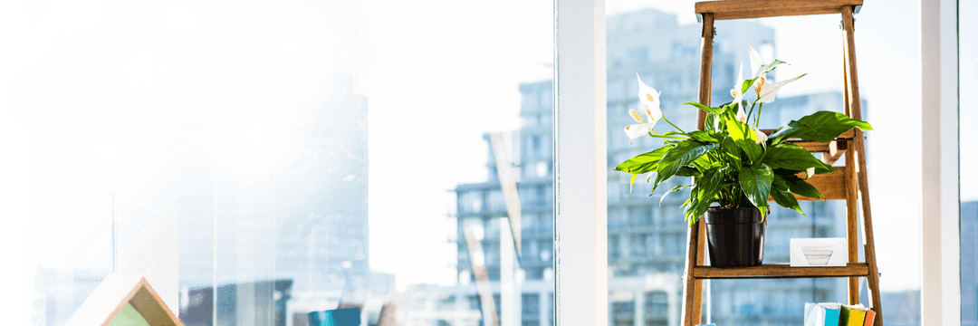 Transparent Office Indoor Plant on Ladder by Window