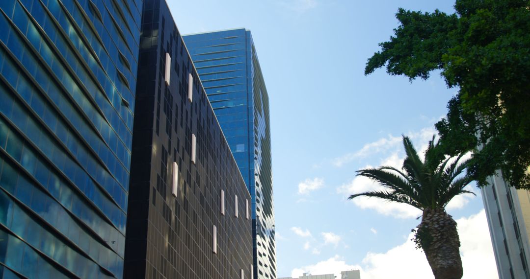 Modern Skyscrapers Against Blue Sky with Palm Tree - Free Images, Stock Photos and Pictures on Pikwizard.com