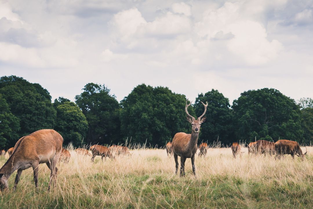 Red Deer Stag Standing in Tall Grass with Grazing Herd in Woodland Meadow