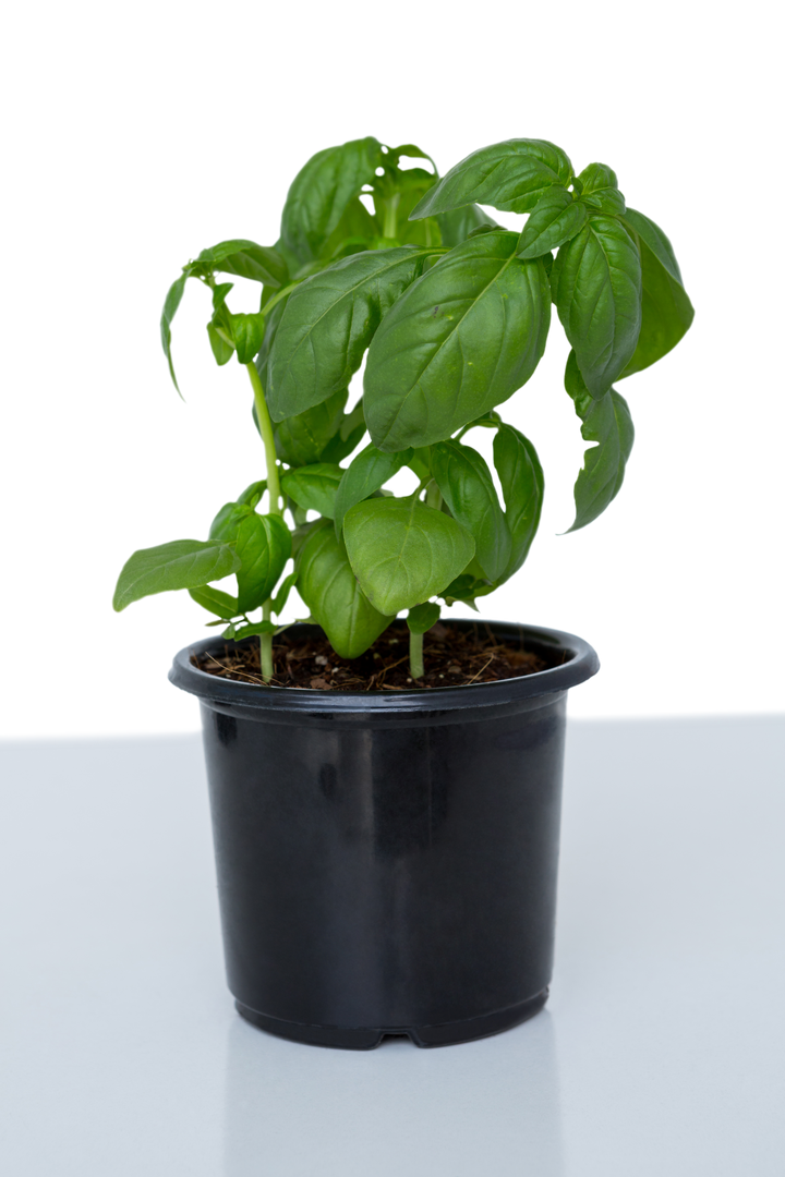 Transparent Background Basil Plant in Black Pot Close-Up - Download Free Stock Images Pikwizard.com