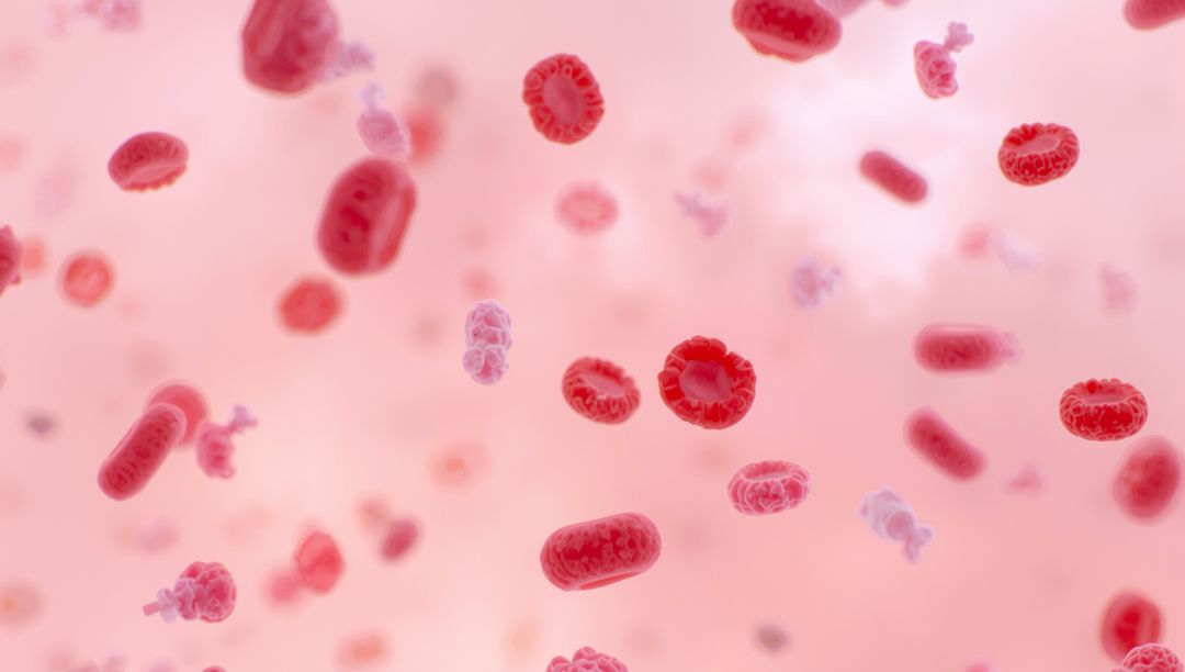 Microscopic View of Red Blood Cells and Platelets in Plasma