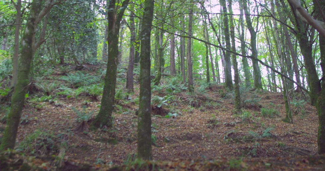 Serene Forest Scene with Lush Greenery and Sunlight Filtering Through Trees - Free Images, Stock Photos and Pictures on Pikwizard.com