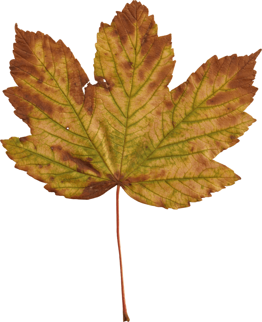 Transparent Digital Illustration of Yellow Maple Leaf
