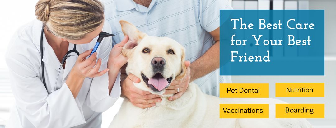 Veterinarian examining dog showcasing pet healthcare services