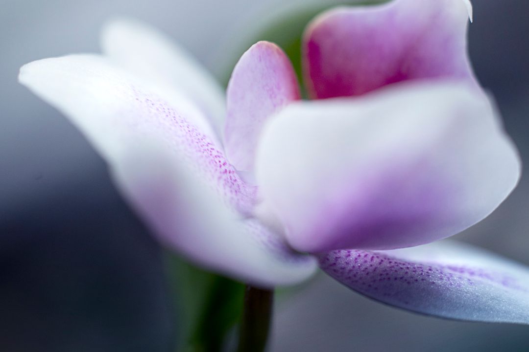 Delicate Pink-White Cyclamen Macro Showing Soft Curves, Speckled Petals, Pastel Bokeh