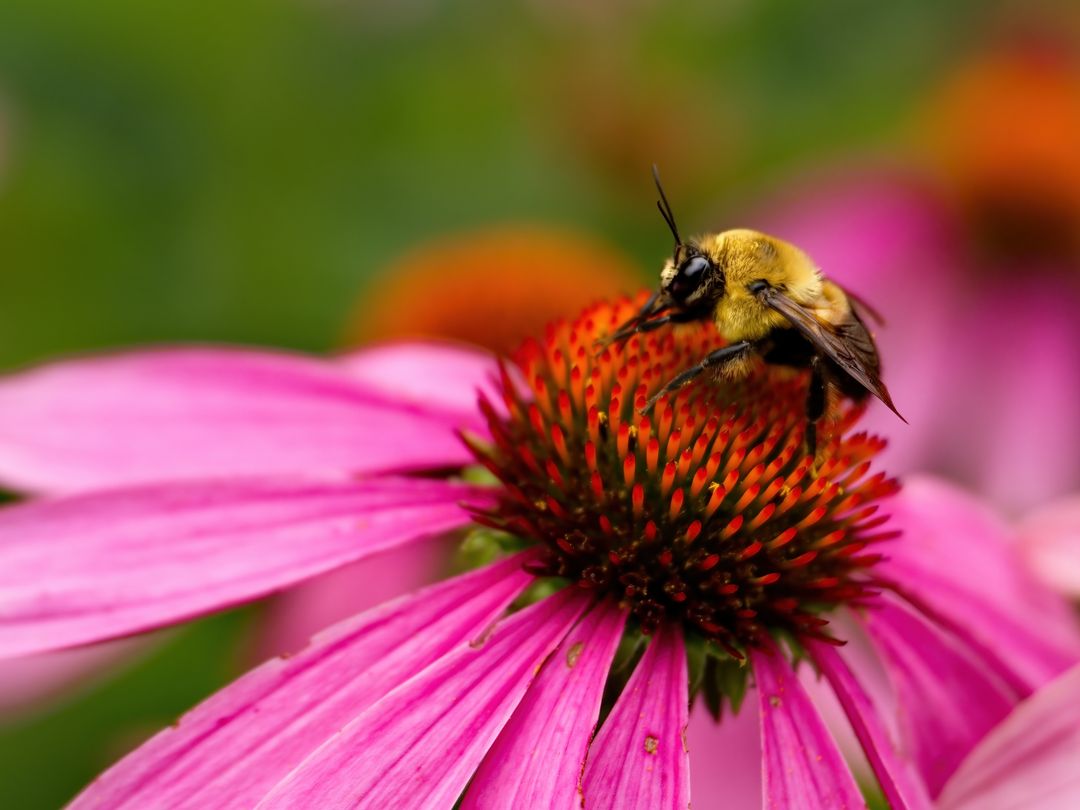 Close-Up of Bee Pollinating Pink Coneflower in Lush Garden