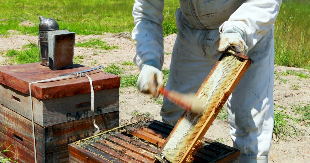 Beekeeper Inspecting Honeycomb in Beekeeping Suit on a Sunny Day - Free Images, Stock Photos and Pictures on Pikwizard.com