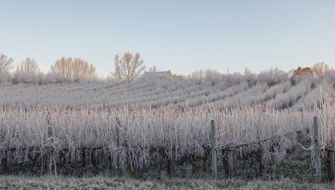 Frost-covered vineyard rows climbing hillside with rustic barn glowing in soft morning light