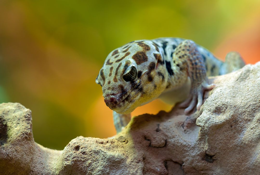 Close-Up of Leopard Gecko on Rock with Colorful Background - Free Images, Stock Photos and Pictures on Pikwizard.com