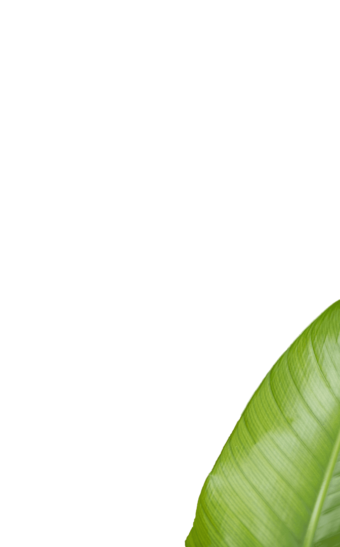 Transparent Half Leaf on Black Background Concept