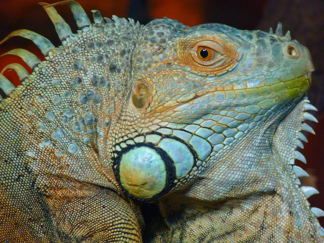 Close-up of Green Iguana with Detailed Skin Texture - Free Images, Stock Photos and Pictures on Pikwizard.com