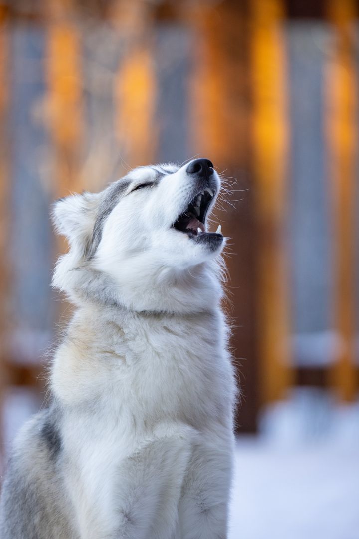 Siberian Husky Howling Against Wooden Background at Sunset