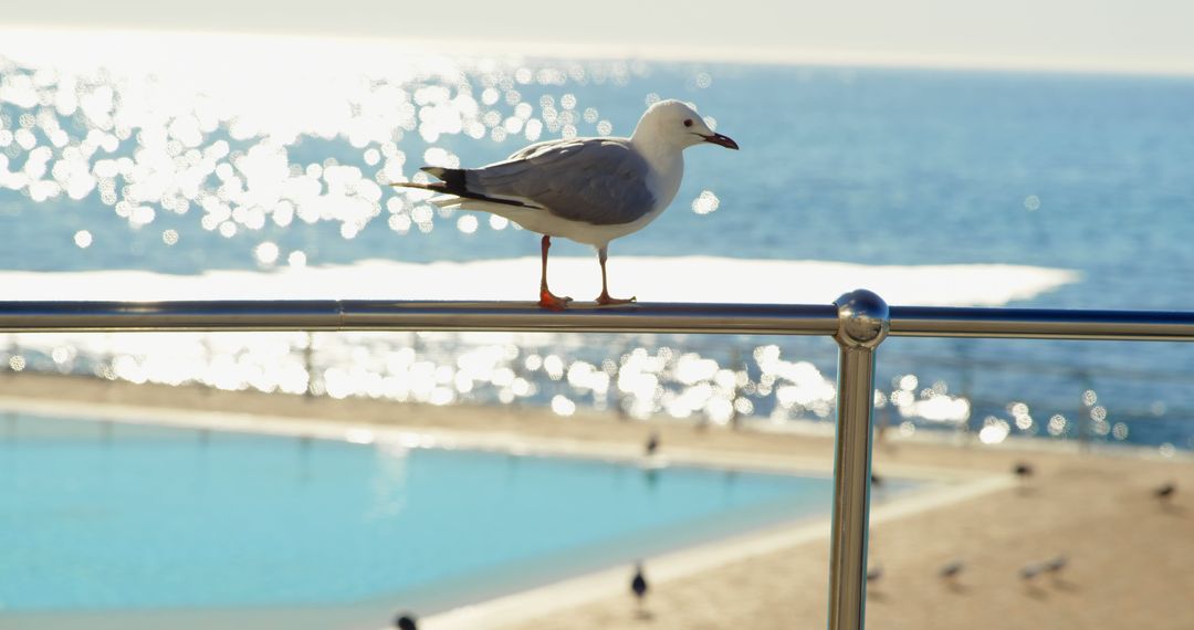 Seagull Standing on Rail Overlooking Beach and Ocean - Free Images, Stock Photos and Pictures on Pikwizard.com