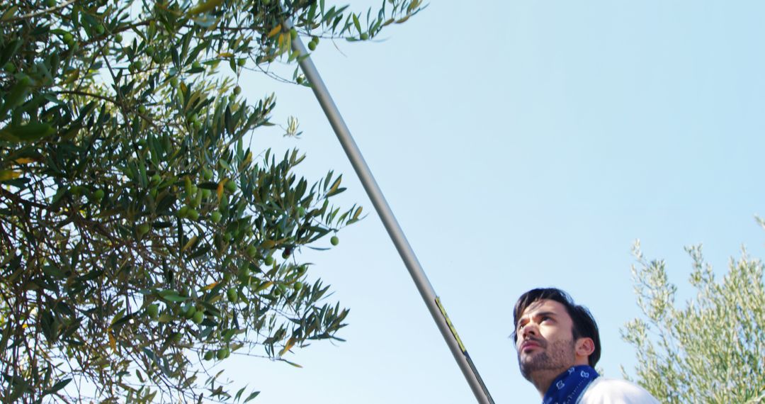 Man Harvesting Olives with Pole under Clear Sky - Free Images, Stock Photos and Pictures on Pikwizard.com