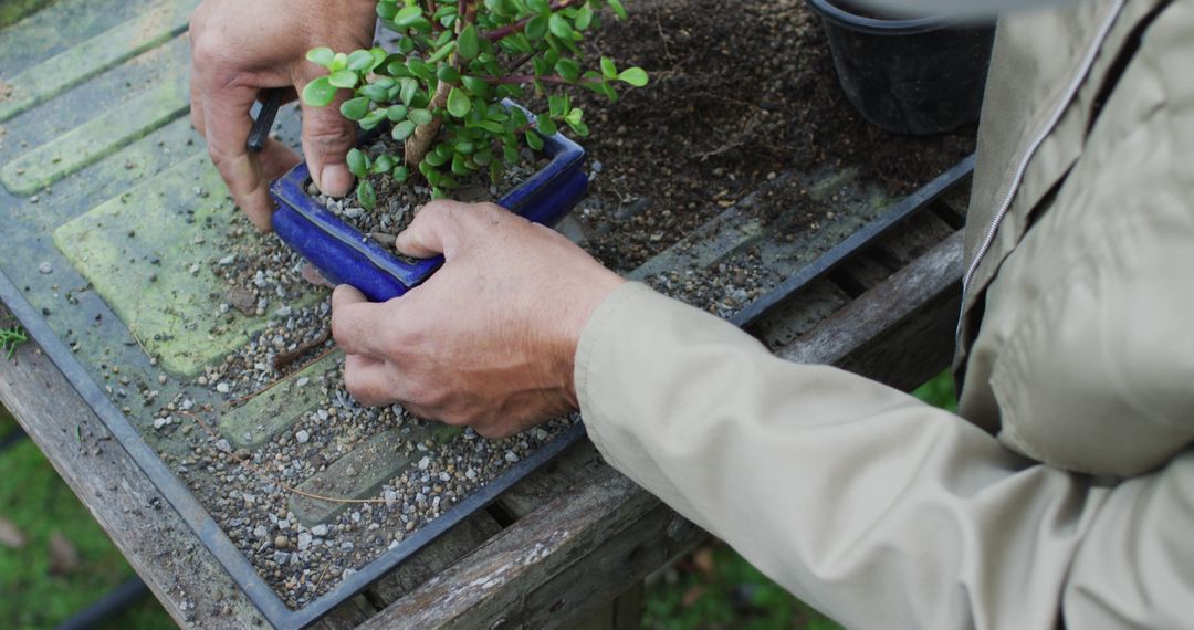 Gardener Planting a Small Bonsai Tree in a Pot - Free Images, Stock Photos and Pictures on Pikwizard.com