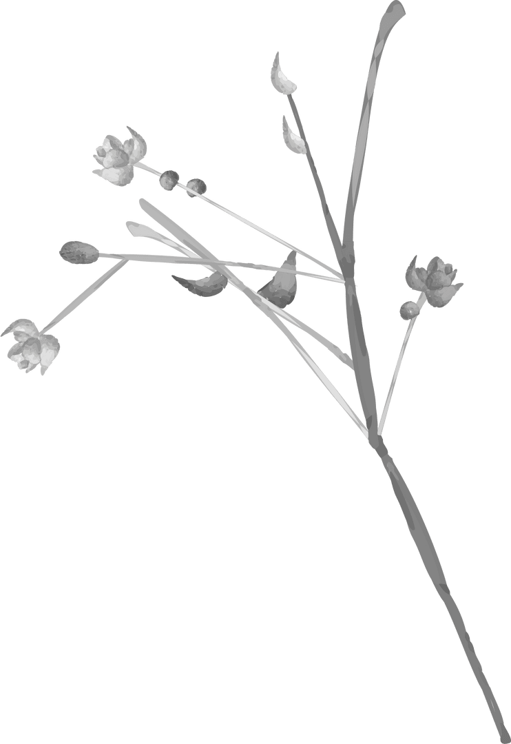 Elegant Minimalistic Botanical Floral Design on Transparent Background