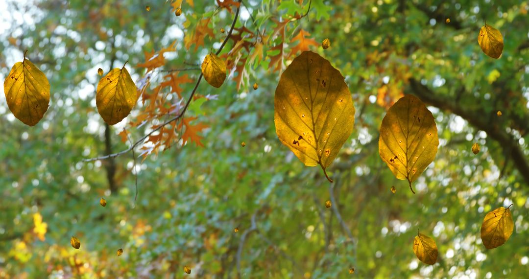 Vibrant Autumn Leaves Falling in Forested Landscape