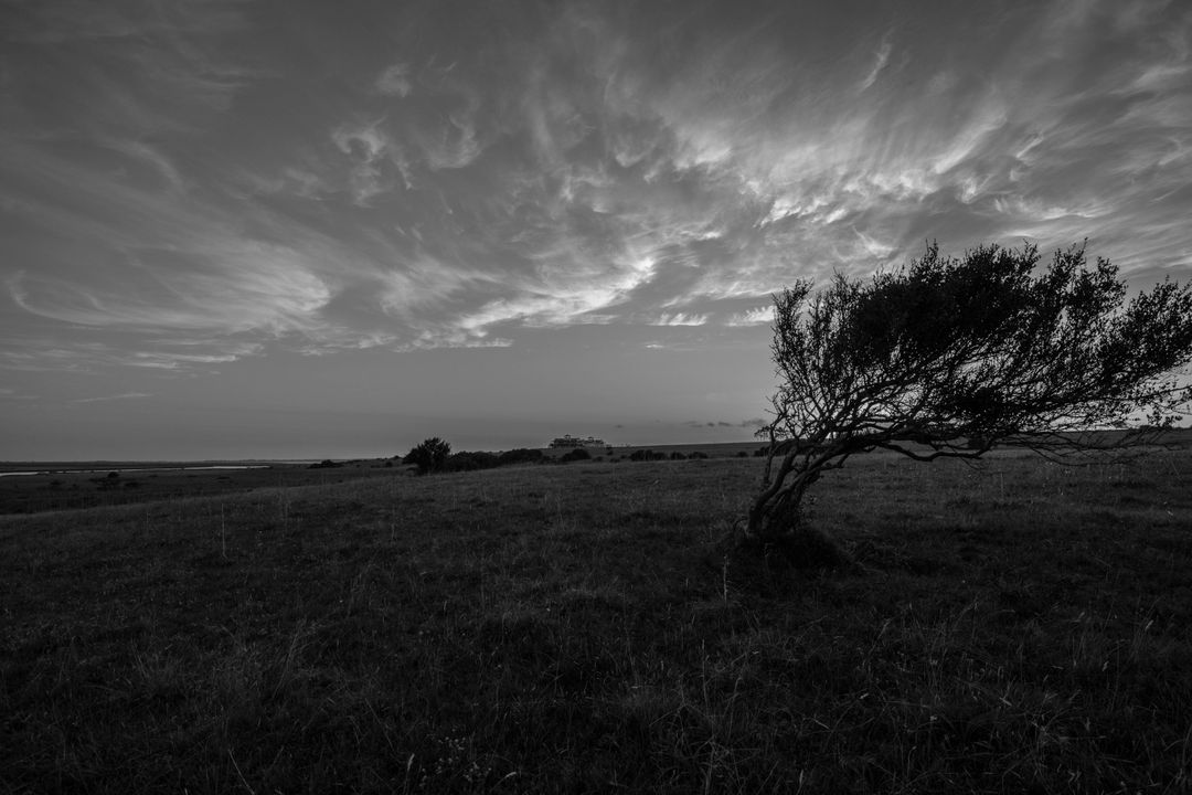 Lone Tree in Grassy Field against Dramatic Sky in Black and White - Free Images, Stock Photos and Pictures on Pikwizard.com