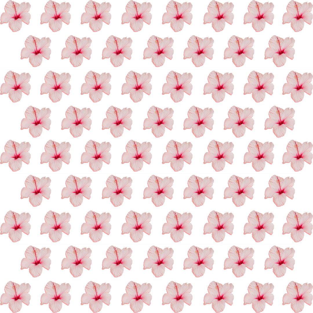 Seamless Pink Flower Pattern on Transparent Background