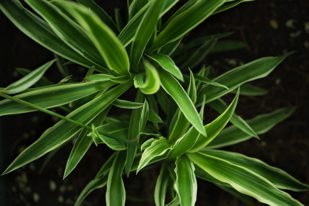 Close-Up of Green Foliage with Variegated Leaves - Free Images, Stock Photos and Pictures on Pikwizard.com