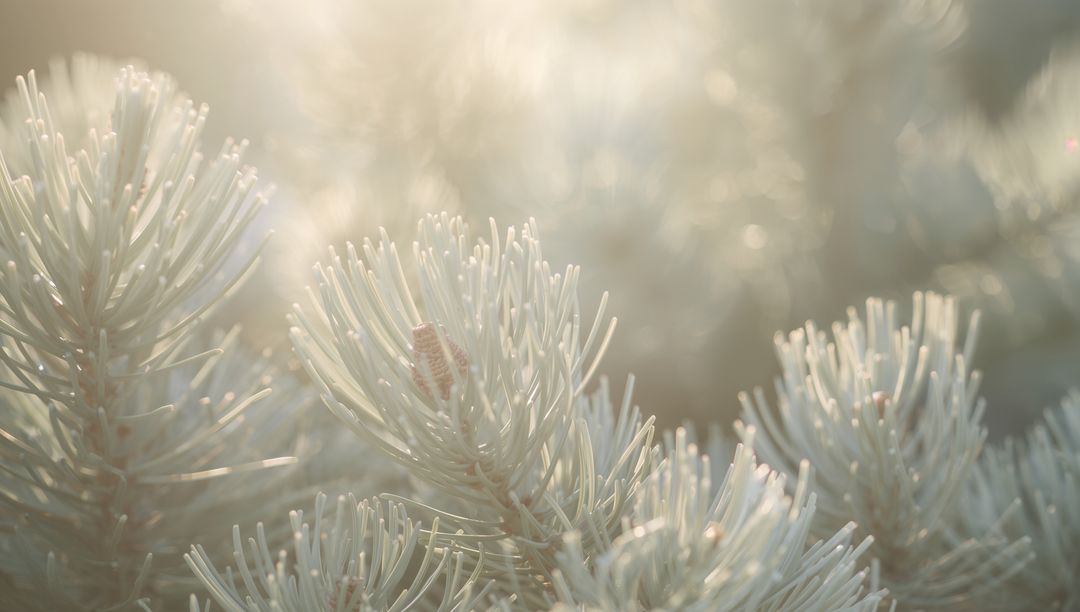 Glowing conifer needles catching warm backlight with small pine cone and soft bokeh