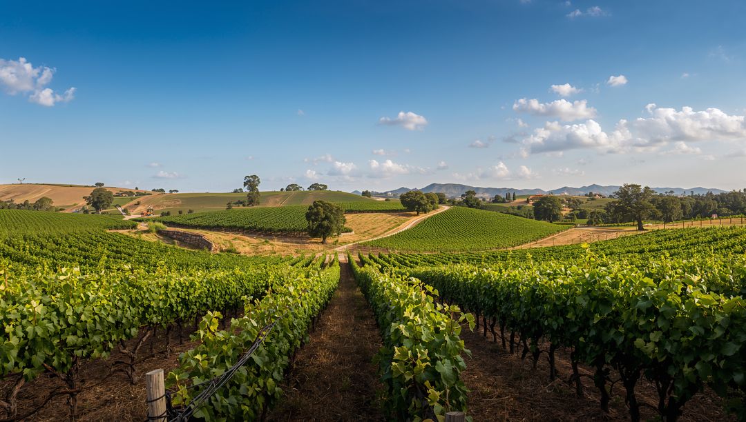 Sunny Vineyard with Lush Grape Vines and Rolling Hills