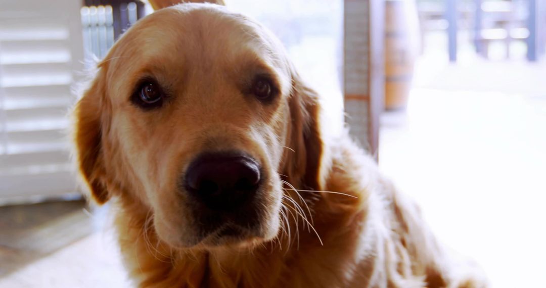 Golden Retriever Relaxing in Sunlit Living Room with Dog Collar